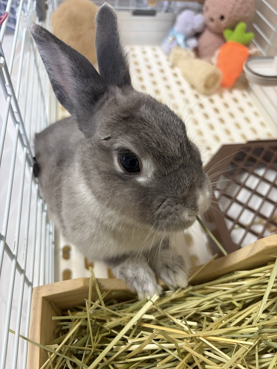 panchan_miniusa's tweet photo. こんにちは🐰
#うさぎ
#うさぎのいる暮らし https://t.co/FkbVpG6F5b