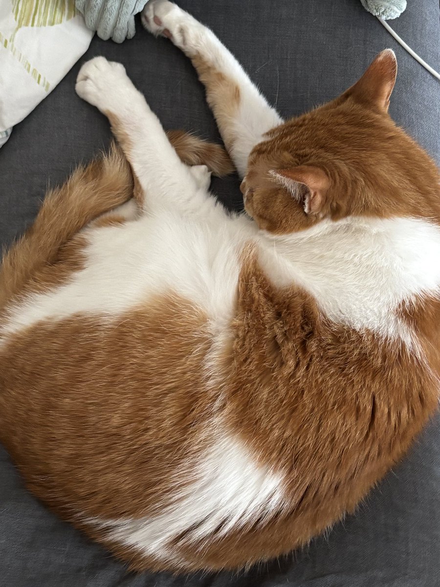 購入前に連絡下さい★猫飼ってます•*¨*•.¸♬︎ 猫を飼えたアカウント (@nekoyashinau) / Posts / X
