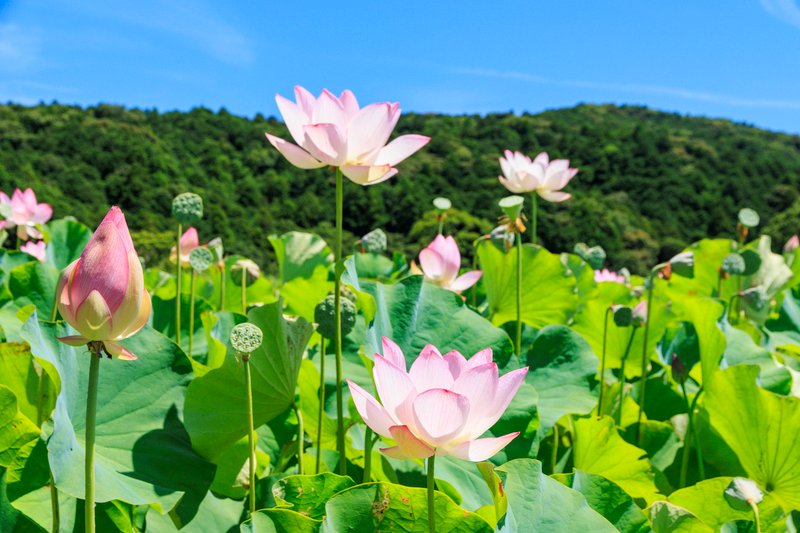 🌼蓮の豆知識をチェック！ 🪷蓮と睡蓮の違い：蓮は水面より高く咲き