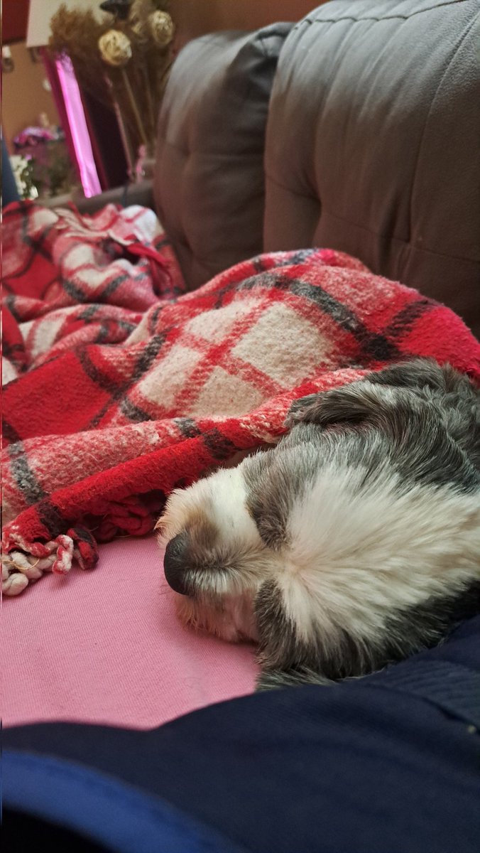 InkedDeviant's tweet photo. Busy Day Of Snacks, Squeakers & Naps On Mum...🐶
#GeorgieJournals #shihtzu #mysidekick #myboy #neverleavesmyside https://t.co/RyRRI52RoR