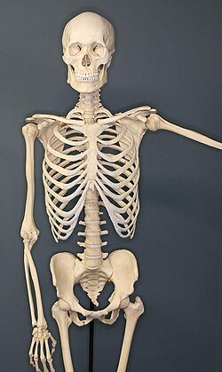 euph0bic's tweet photo. @miniksenzu_ckpt If you don't make  Eugenia Cooney look fat you're morbidly obese.  Heres thenonly acceptable bodyweight. https://t.co/jPEC08uvLT
