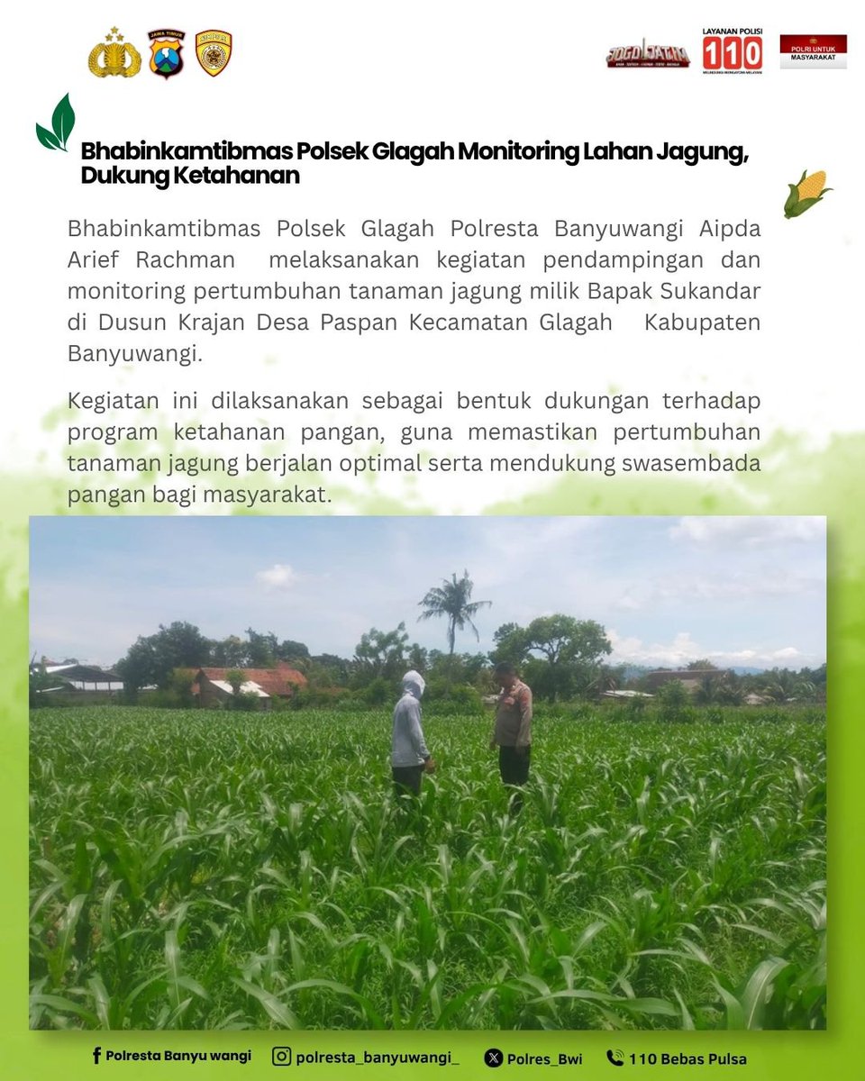 Polres_Bwi's tweet photo. Bhabinkamtibmas Polsek Glagah Polresta Banyuwangi Aipda Arief Rachman melaksanakan kegiatan pendampingan dan monitoring pertumbuhan tanaman jagung milik Bapak Sukandar di Dusun Krajan Desa Paspan Kecamatan Glagah Kabupaten Banyuwangi.

#ketahananpanganpoldajatim https://t.co/DbXadwFBlZ