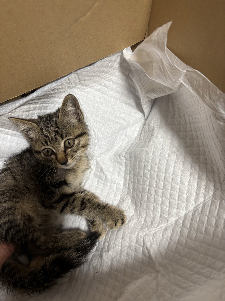 mipopon16's tweet photo. 昨夜、息子から電話かかってきて、
「職場の車のボンネットの中に仔猫が居た。
友達が貰ってくれるそうだから、一晩、ウチで預かるけど、良い？」と言ってきた。
そいつぁ〜一大事(？)となり、捨てるはずのダンボールを組み立て直し、犬のオシッコシートを敷いて、正座して待った！
正座して‼️ https://t.co/CBRPZxfNUz