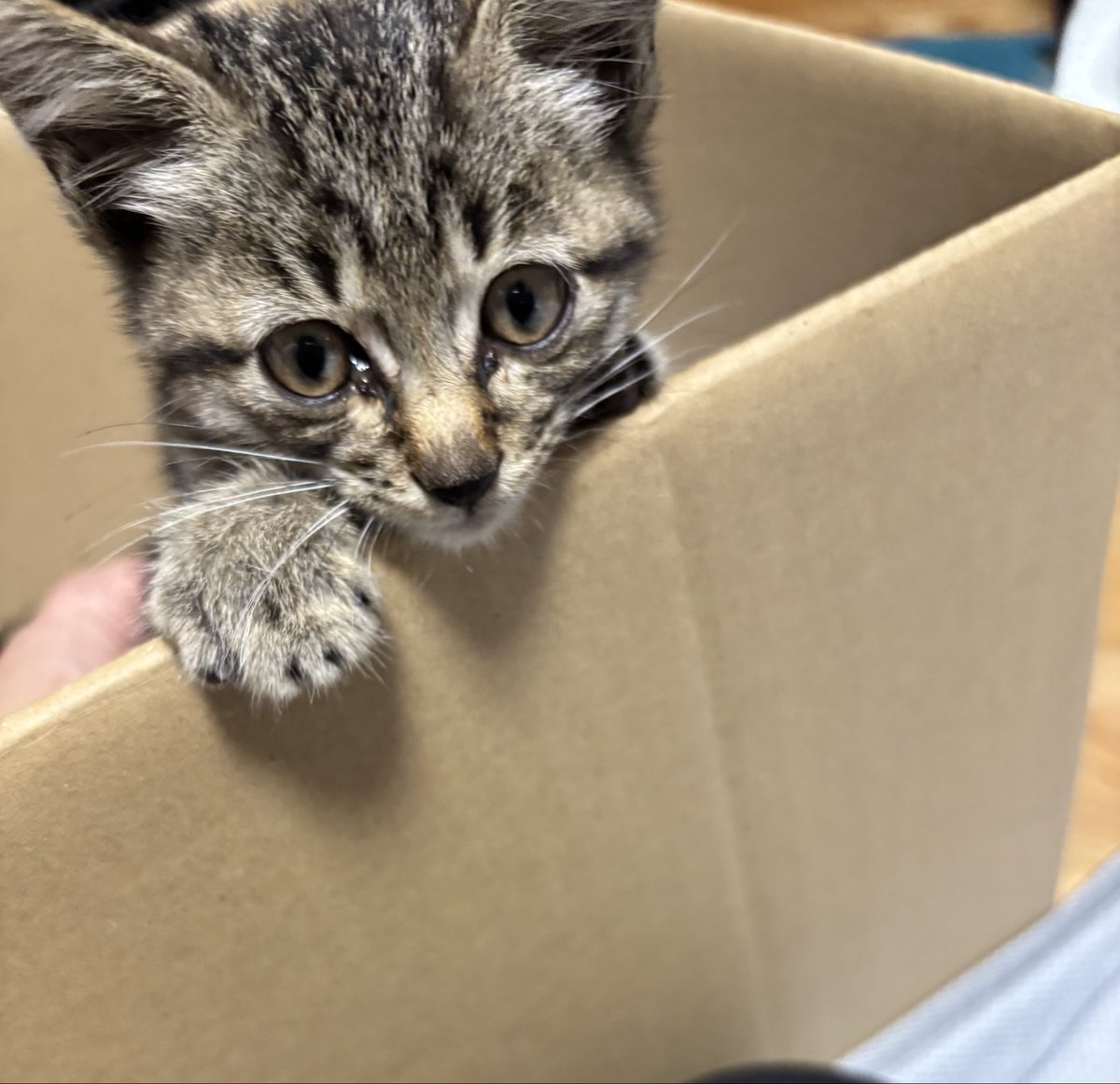 mipopon16's tweet photo. 昨夜、息子から電話かかってきて、
「職場の車のボンネットの中に仔猫が居た。
友達が貰ってくれるそうだから、一晩、ウチで預かるけど、良い？」と言ってきた。
そいつぁ〜一大事(？)となり、捨てるはずのダンボールを組み立て直し、犬のオシッコシートを敷いて、正座して待った！
正座して‼️ https://t.co/CBRPZxfNUz