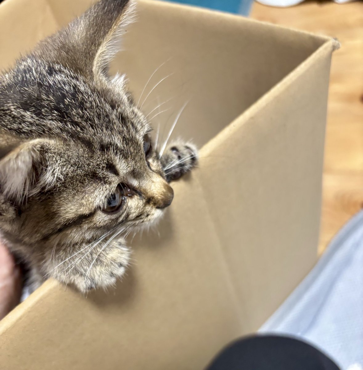 mipopon16's tweet photo. 昨夜、息子から電話かかってきて、
「職場の車のボンネットの中に仔猫が居た。
友達が貰ってくれるそうだから、一晩、ウチで預かるけど、良い？」と言ってきた。
そいつぁ〜一大事(？)となり、捨てるはずのダンボールを組み立て直し、犬のオシッコシートを敷いて、正座して待った！
正座して‼️ https://t.co/CBRPZxfNUz