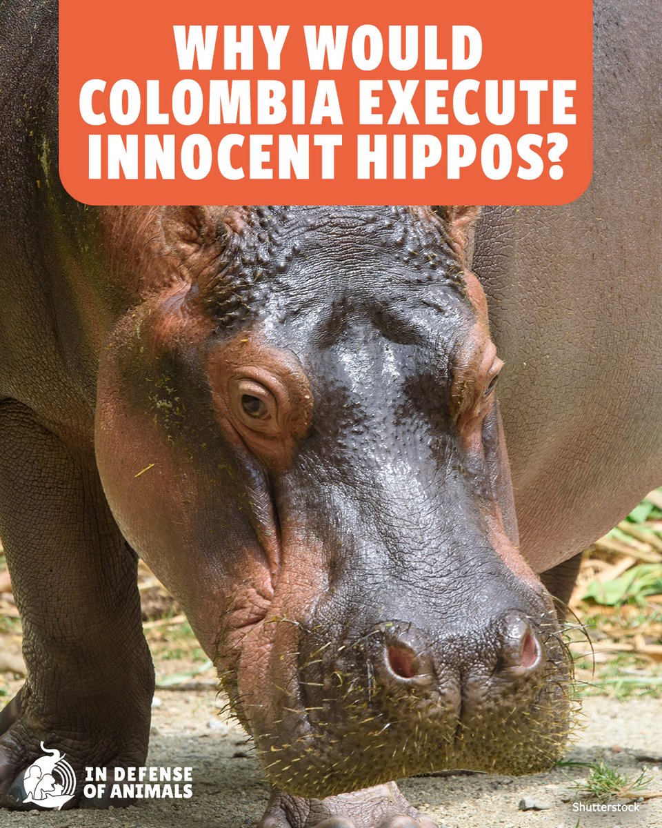 IDAUSA's tweet photo. #Colombia’s #hippos are being blamed for a crisis humans created. They did not choose to be there, & they should not pay with their lives. Urge officials to reject killing & pursue humane, nonlethal solutions.
Act now: https://t.co/wwJtrw0Mxe
RT & support https://t.co/MHlPymz9X1 https://t.co/ACWvrHkAxU
