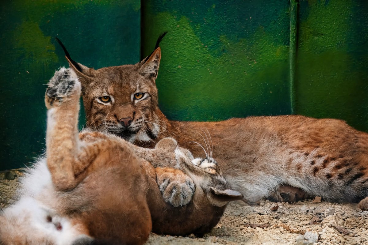 utsunomiya_zoo's tweet photo. 今日はボブキャット日和🐾

近づいてみたり、
じゃれ合ってみたり、
のんびりくつろいでみたり。

見ていて飽きない2頭です😊

#宇都宮動物園
#ボブキャット https://t.co/IJphZ8QX5A