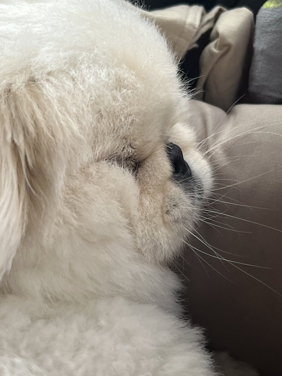 pekinopuku's tweet photo. ほっぺたむきゅむきゅペキニーズ https://t.co/xlZSa0WUec
