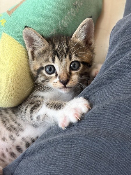 satoya_boshu's tweet photo. 愛らしいキジトラ男の子
推定0歳1ヶ月
♂ 香川県

ヤンチャで甘えん坊の男の子
健康状態良好
エイズ・白血病陰性
駆虫済み
会社の倉庫に母猫に置き去りにされていたところを保護しました。 https://t.co/HDGhXK4OAv