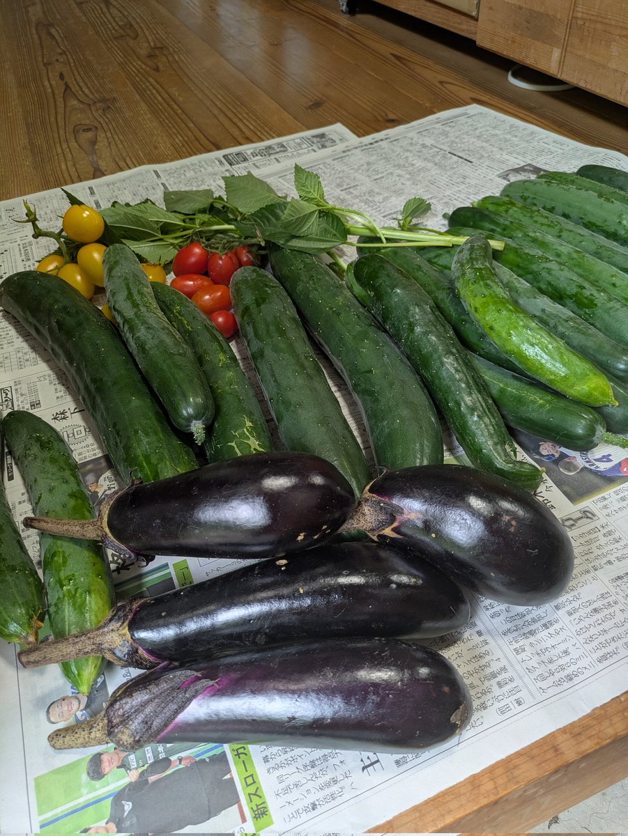 honjoh_'s tweet photo. 夏野菜のシーズンだねぇ🥒🍆🍅🍃 https://t.co/FmwGsdSLWc