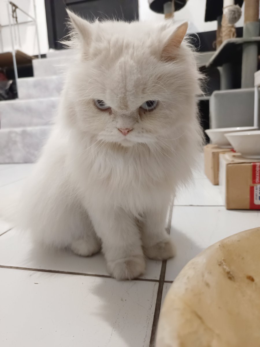 ssnowy 🐻❄️🐈⬛ tweet media