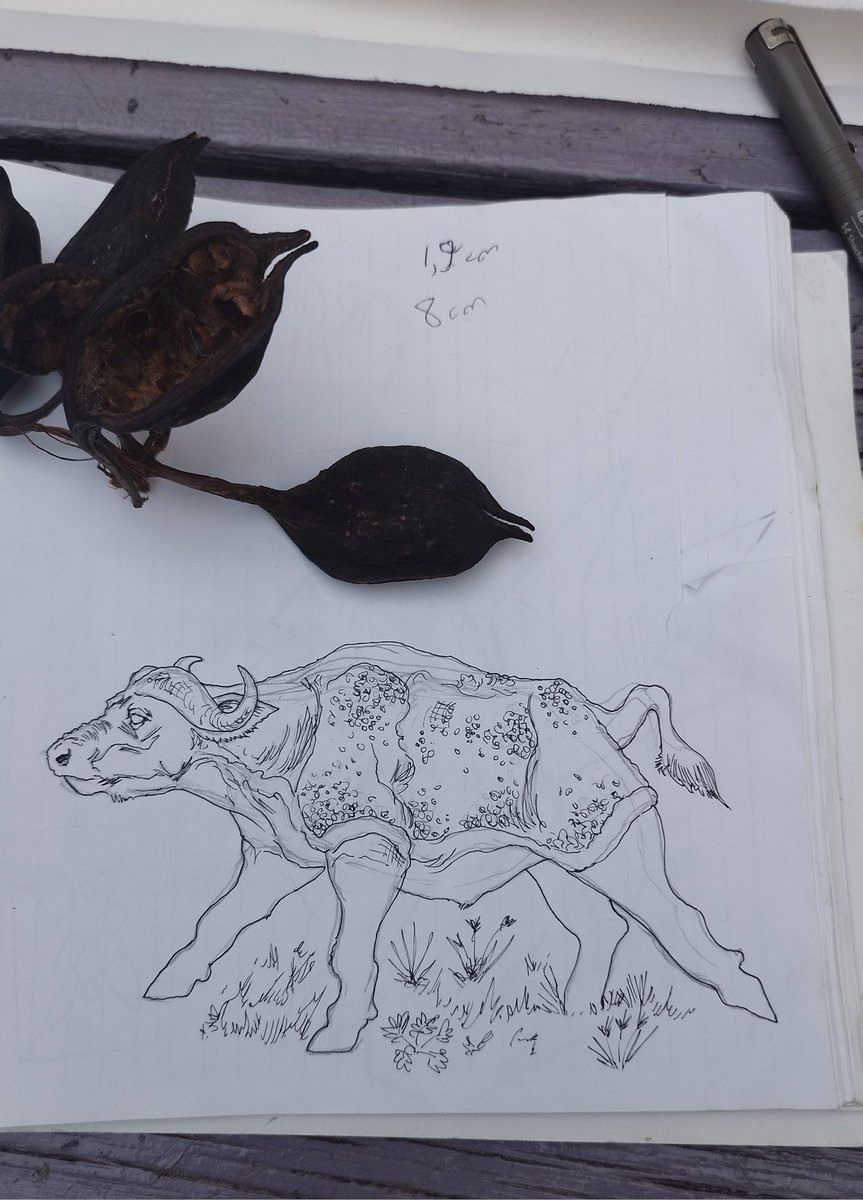 goddamn6776's tweet photo. my reference this time is creating a bison from a kind of seed🙏🏻 https://t.co/pnb741vFcv