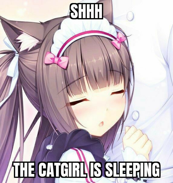 chocolagraves's tweet photo. goodnight everynyan !! https://t.co/SyzLHiXG4j