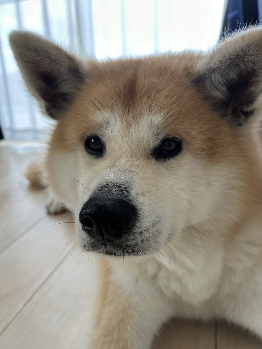 ポチ様 本日 無事に11歳の誕生日🎂を迎えました🎊🎉🎉