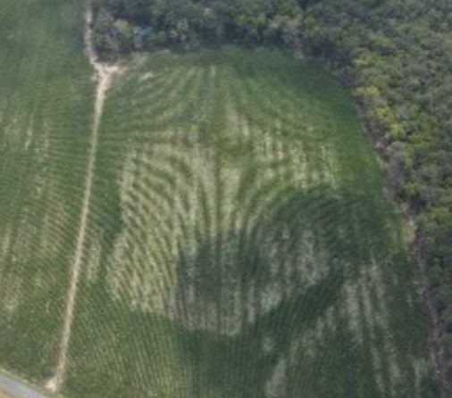 JustinWeather's tweet photo. 👀 Look closely at this pattern…
🤩 Fibonacci Sequence in the corn field. 
💨 This was a corn field in Dorchester County after being hit with a microburst on Saturday July 4. 
📷 👨‍🌾 Wendell M. Meekins Jr sent his to me. His son took the pic of their field with a drone. 
🌽 He said the corn was planted in GPS Straight Line Rows. 

🛸 The geometric pattern reminded me of Crop Circles because it looked planned. 

🤔 Perhaps we are looking at Ground Zero for the core air impact with the ground. 

📝 A little more research:
This specific pattern in the corn field is classic for a microburst’s divergent outflow—the sinking air hits the ground and spreads radially, flattening rows in curving, layered swirls. The Fibonacci-like spirals emerge from the way the wind gradients interact with the uniform crop rows, creating those elegant logarithmic curves.

#microburst
#fibonacci
#stormdamage
#Maryland