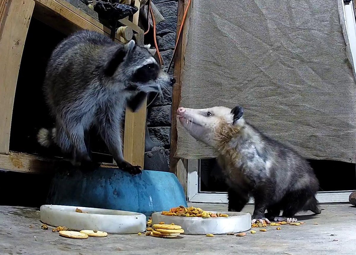Virginia O’Possum tweet media