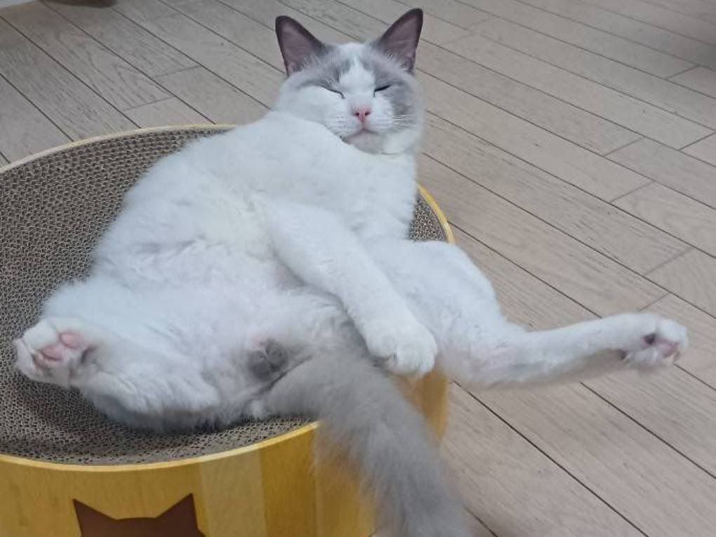 animaltanpopo's tweet photo. 前回の譲渡会でご縁のあった御家族様、２軒のお家にトライアルに出ていた子達、それぞれ正式譲渡決定しました。２匹とも山に大量遺棄された事件の被害猫。保護当初はトリミング後も悪臭が落ちない程、遺棄される前が劣悪な環境だった事が明らかでした。これからは幸せだけの毎日です

#猫遺棄事件 https://t.co/VB1DtCnJOX