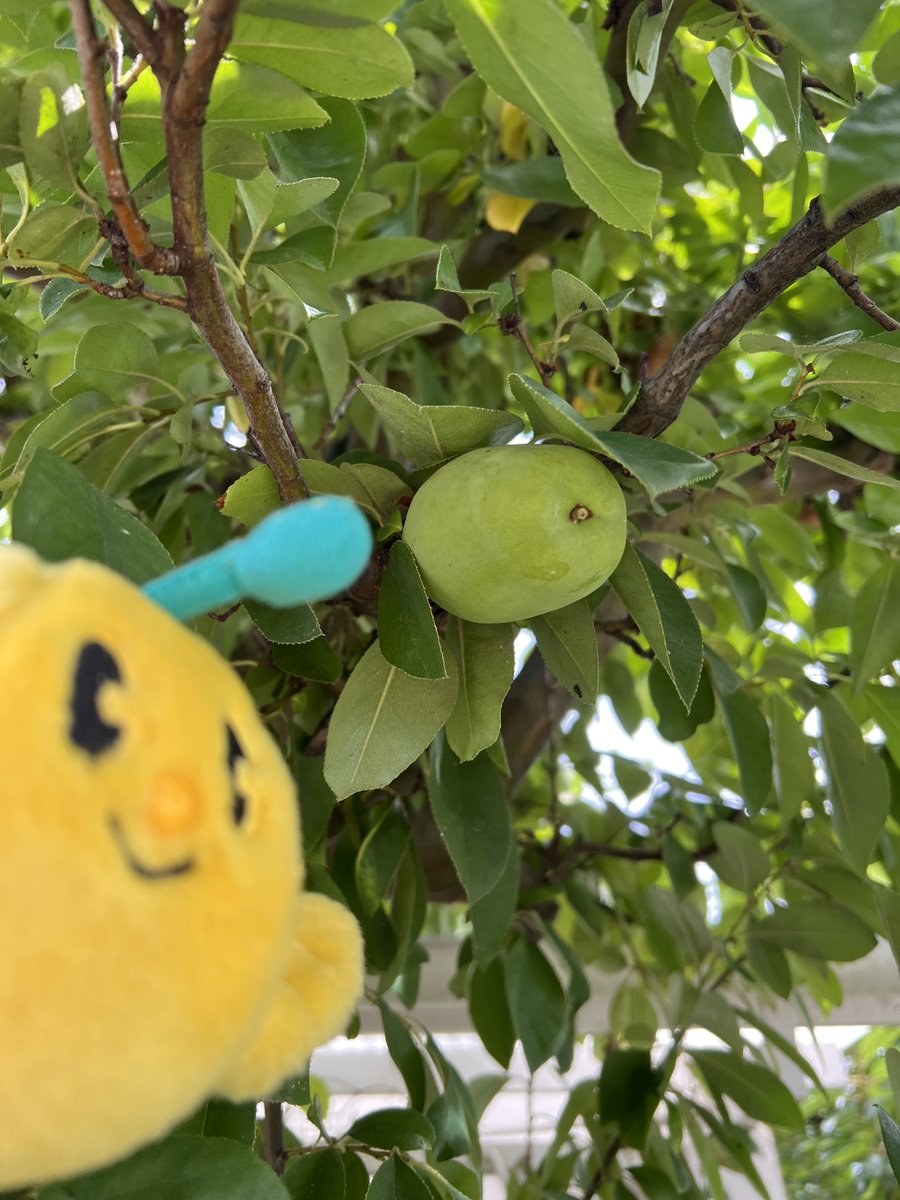 FromKibitan's tweet photo. カリンをみつけたよ！まだ青いね。秋になるとボクと同じ黄色く色づいて、とてもいい香りがするんだよ。楽しみだね！ 
#福島県　#Fukushima #Japan #キビタン #福島県公式キャラクター #花梨 #キビさんぽ https://t.co/kxlma9Rcge