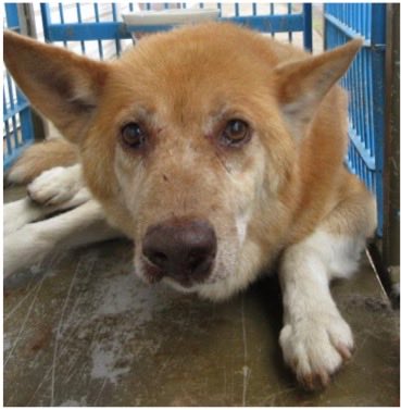 fukushiyamesagi's tweet photo. 🆘緊急🆘#収容犬
公表期限7/7(火)
6/26(金)茨城県小美玉市上玉里
茶♂雑種犬
📲茨城県動物指導センター🙇🏻‍♂️#だっぺ帝国
迷い犬迷子保護雑種ミックスイヌいぬオス茶色茶白白茶行方鉾田町石岡かすみがうら土浦神立駅高浜羽鳥みらく近江屋食堂海鮮食事処いしざきまるさん店三代目むじゃき珍来温泉 #素鵞神社

🚨「オス」「体格/中」「首輪/無」とされる、茶色(茶白、白茶)の犬が収容されています‼
🚨️飼い主様、関係者様は大至急お迎えをお願いいたします🙏🏻
🚨収容犬にお心当たりのある方は大至急センター迄ご連絡をお願いいたします📲🙇🏻‍♂️

♦️公表期限後も収容継続中の動物達は、センターHP『収容中の動物たち』よりご確認ください🙏🏻(※ センター登録の団体様やボランティア様により引き出されている場合や、期限後に飼い主様のお迎えがあった場合は掲載されません。迷子探しでご不明な点はセンター迄お問い合わせください🙇🏻‍♂️)⏩https://t.co/bL237Y3DZd

※センターへのご連絡は迷子探しのご用件のみでお願いいたします🙏🏻

🟢センター収容の動物は公示満了(公表期限)後、センター登録の団体様、ボランティア様経由で里親様になれます🏡🐕🐈‍⬛🍀✨

♦️人慣れしていない子でも、ボランティア様や団体様に引き出され、お家で家族として暮らす為の訓練をしている子達もいます🐕🐈‍⬛

♦️シェルターや預かり様の所で1頭分のスペースが空けば、また1頭引き出せます。

『chie_kudo1122(センター登録個人ボランティア)』様Instagram
⏩https://t.co/Zx1ypsZhQc

◎公示には、種類『雑種』 毛色『茶』* 性別『オス』** 体格『中』首輪『無』*** と記載されています🐕

＊公示掲載画像の動物は、撮影・再生条件、被毛・皮膚の濡れ・汚れ、或いは傷病等により色合いや印象が逸走当時とは違って見える場合があります。また毛色・毛柄等の認識・表現は個人の感覚等により異なる為、収容中の犬が公示記載毛色の「茶」としてではなく、茶白、白茶、或いは赤犬等として捜索されている可能性もあります。収容犬の特徴の詳細はセンター迄お問い合わせください📲🙇🏻‍♂️

＊＊収容動物は長毛、傷病、或いは興奮等により、性別の確認が困難な場合があり、公示記載の性別が後日訂正される可能性もあります。詳細な情報はセンター迄お問い合わせください📲🙏🏻

＊＊＊首輪・ハーネス等は放浪中に外れた可能性もあり、跡が残っている場合もあります。詳細はセンター迄お問い合わせください📲🙇🏻‍♂️

⚠️傷病等の有無・状態、収容状況等についてはセンター迄お問い合わせください📲🙏🏻

◎迷子動物は市区町村境・都県境等を越境して収容される場合もあります。

◎公示に記載がなく、掲載画像からも不明な収容動物の特徴等についてはセンター迄お問い合わせください📲🙇🏻‍♂️

◎収容動物は長期放浪等の影響による容姿の変化、或いは首輪等の脱落、色柄・形状等の経年劣化、放浪中の他者による装着等の可能性があります。公示に掲載画像がある場合でも、撮影・再生条件、被毛・皮膚の濡れ・汚れ・傷病等により動物の目の色や毛柄等の特徴、或いは経年劣化等により首輪等の色柄・形状等が逸走当時とは違って見える可能性があります。またリンクのミス等により掲載画像に別の個体や装着品が表示されるケースも稀に見られます。公示記載情報、或いは掲載画像からの印象と、動物の逸走当時の容姿、装着品との多少の差異に拘らずセンターでのご確認をお願いいたします🙏🏻

保健医療部動物指導センター保護指導課
〒309-1606 茨城県笠間市日沢47
電話番号：0296-72-1200
FAX番号：0296-72-2271
平日8：30～17：15(土日祝祭日を除く)

センターが保護している犬猫 
⏩https://t.co/1YMcEStlt1

収容中の動物たち
⏩https://t.co/bL237Y3DZd

動物指導センターの紹介
⏩https://t.co/UYpwIhJo2i

26-0379