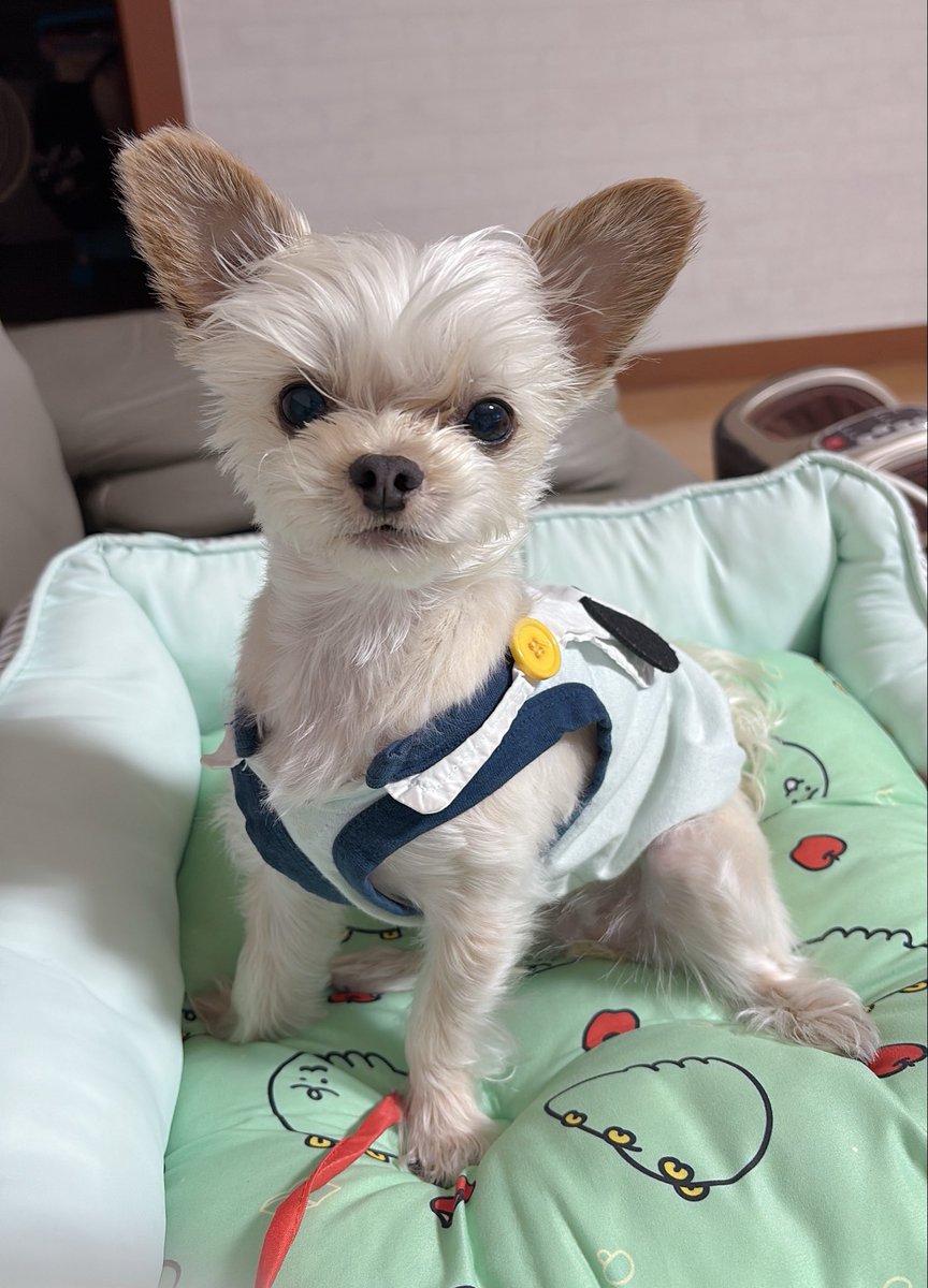 green_beean's tweet photo. 뭔가 엄청 짧뚱하게 나옴 https://t.co/YdCcnFPGF9