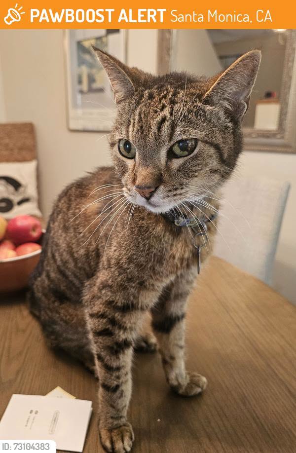 JohnFugelsang's tweet photo. Please spread the word so we can reunite this found cat with its family! FOUND on July 6, 2026 in Santa Monica, CA 90405 near At Strand St 

Message from Finder: "Gus shows up in our backyard,  purring and wanting to be petted. He's very skinny and we are trying to find his family.  He seems very hungry and needing attention.  He's very sweet and just wants to be loved.  We hope we can find his family. "

Description: Brown Tabby with left eye discoloration. Wearing a tag with Gus (Gussy) and a phone number that's no longer in service
Do you have information? Contact finder here: https://t.co/IjpKSKRtCY