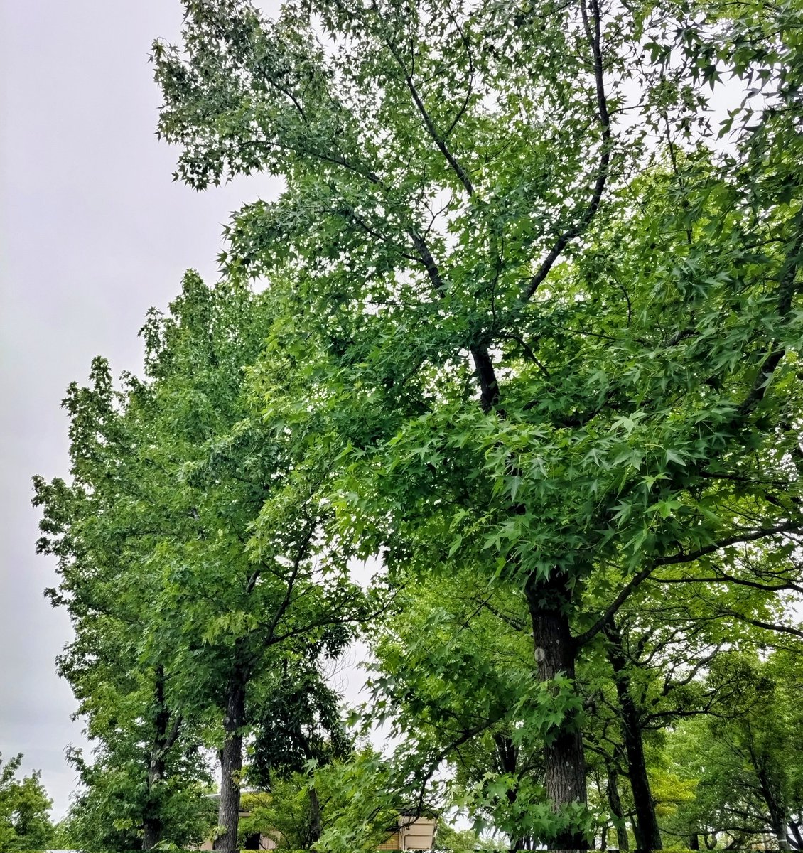 ryukun3070's tweet photo. 家の階段 踏み外して  ズッコケてから (笑)
ちょうど3ヶ月ぶりの  公園でした😊
雨上がりで曇っているので、暑すぎずいい気温で　うっすら汗をかく感じで　ほんと気持ち良かったです✨🌿

#緑が綺麗 https://t.co/qrUbK6AK9Y