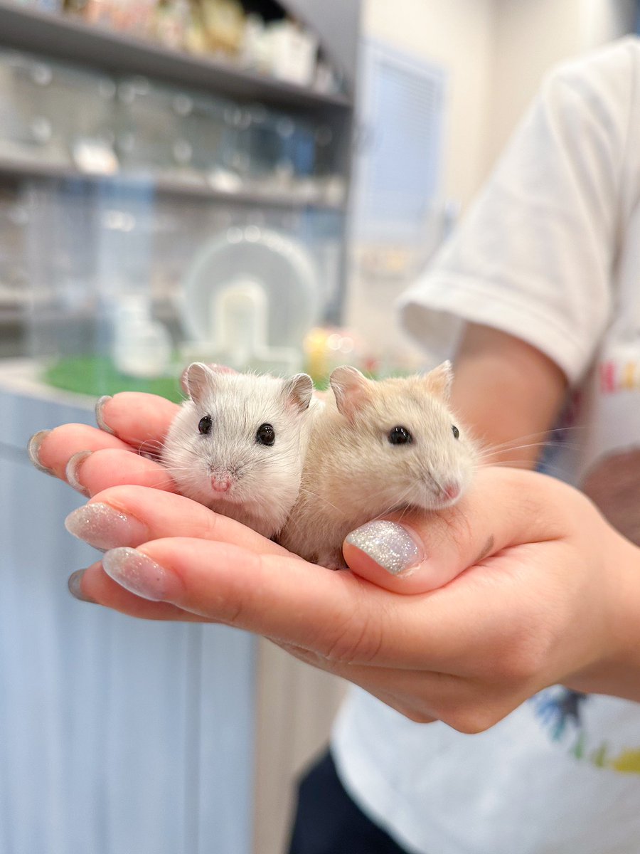 ham__village's tweet photo. 可愛すぎるベビちゃんズ🐹🐹
#ハムスター #hamster #ハムスターのいる生活 https://t.co/W0KlkibjC8