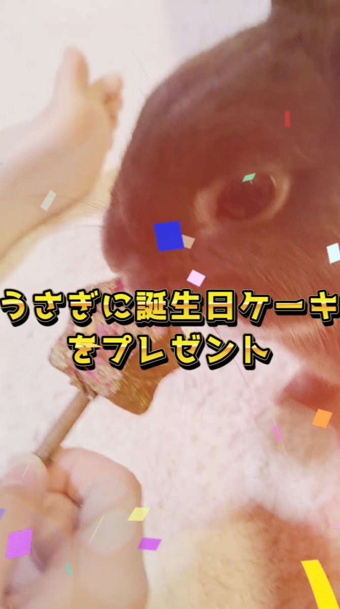 ITOO_MAC's tweet photo. うさぎに誕生日ケーキ？をあげてみた！

 #うさぎ #うさぎのいる暮らし #rabbit #ネザーランドドワーフ 

↓youtubeのリンク↓
https://t.co/61ZCrx8teR https://t.co/xOJG2KEMGU