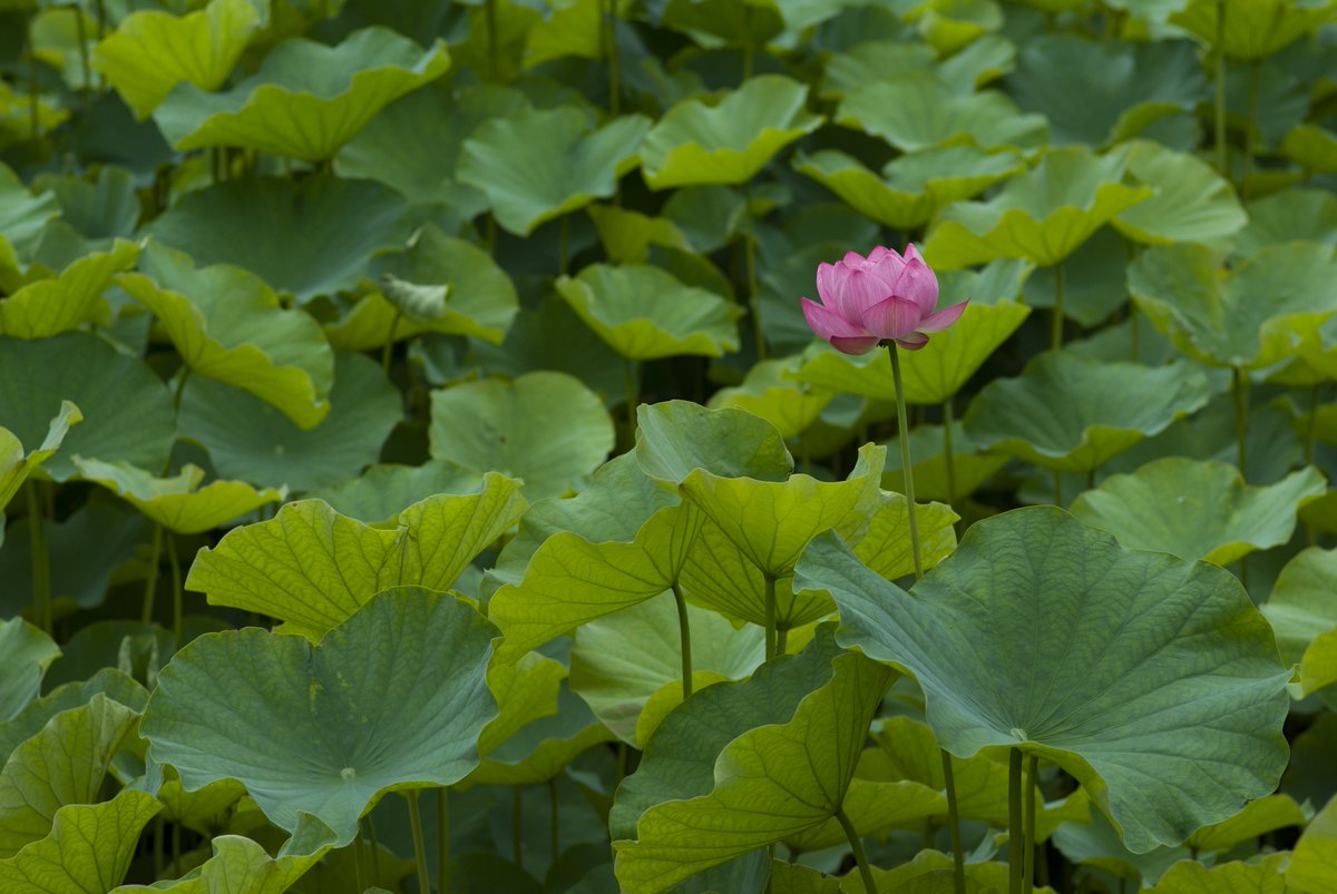 chouxcream74's tweet photo. 睡蓮の帰りに蓮も見て帰る
鮮やかなピンクの存在感ね

PENTAX K10D
HD PENTAX-FA 77mm F1.8 Limited

#pentax https://t.co/rmNwsDX7ip