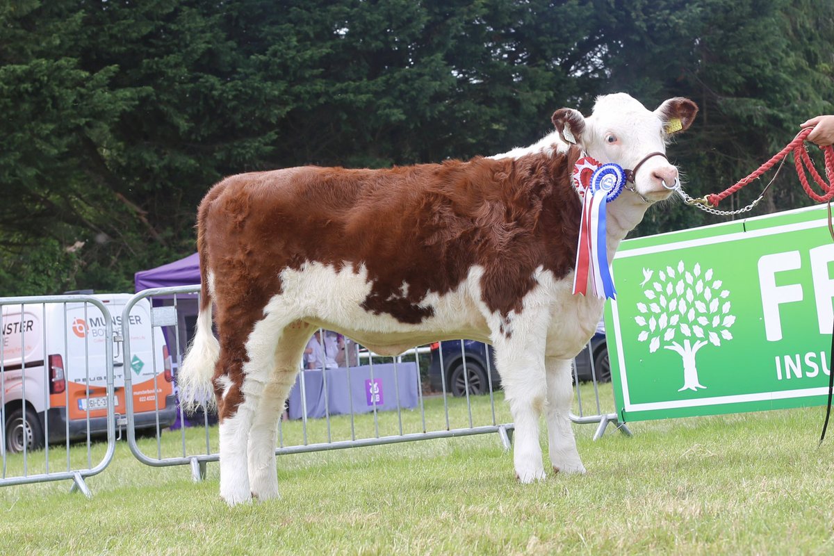 Kilsunny_Herd's tweet photo. Kilsunny Lass Yvie - 1st & Reserve Female Champion at Clonmel Show yesterday๐ฅ๐ฅ
๐ born 03.11.2025
โญ 5 star replacement index
๐งฌ sired by stock bull Caonach Jimie Y232
๐ฎ daughter of show cow, Kilsunny Lass Olympia who needs no introduction
#herefords #showstock #kilsunny https://t.co/eKzXXhR8Ir