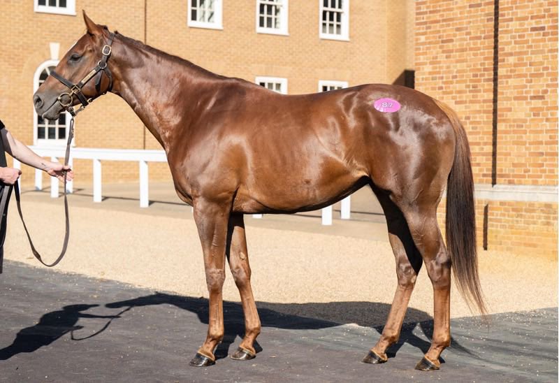 BarodaStudIre's tweet photo. Selling today is Lot 87 NEVER FEAR  @Tattersalls1766 July Sale, a winning No Nay Never full sister to Rudi’s Apple. 

She is also the only mare in foal to Havana Grey in the sale. 

#TheBarodaWay https://t.co/JsnPWFiXjc