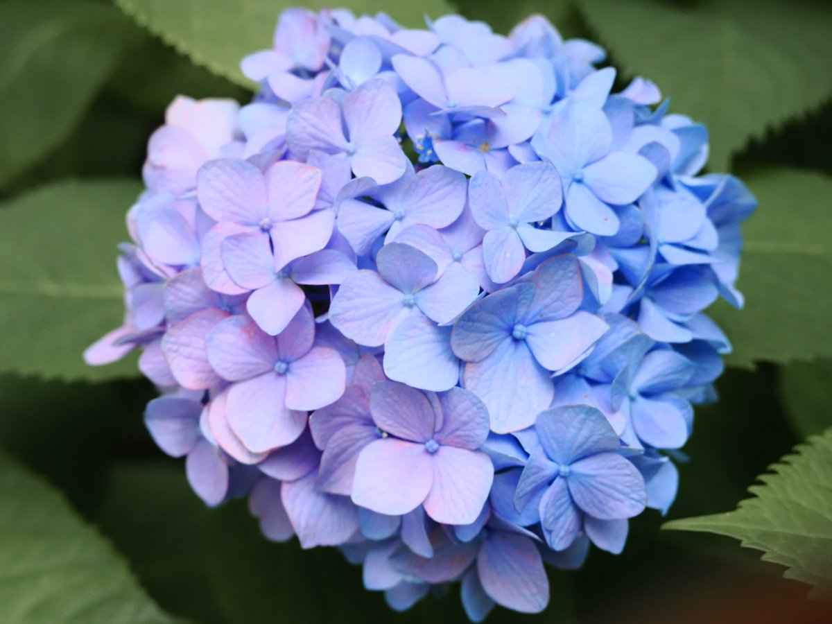 R245820661's tweet photo. 紫陽花の時期もそろそろ終わり…

#ファインダー越しの私の世界 
#キリトリセカイ
#Photographer
#omsystem https://t.co/FycbyXsL5C
