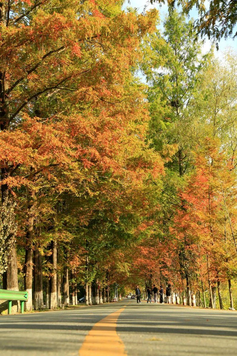 LycanEnigma's tweet photo. Just had a random walk in the park with the crisp autumn breeze. No plans, no rush—just my headphones and a moment that felt like a warm hug. https://t.co/evXcEpT6Wv