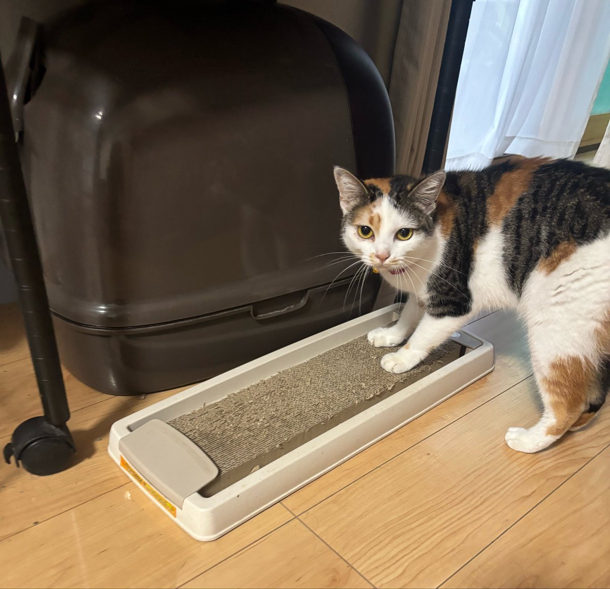 三毛猫