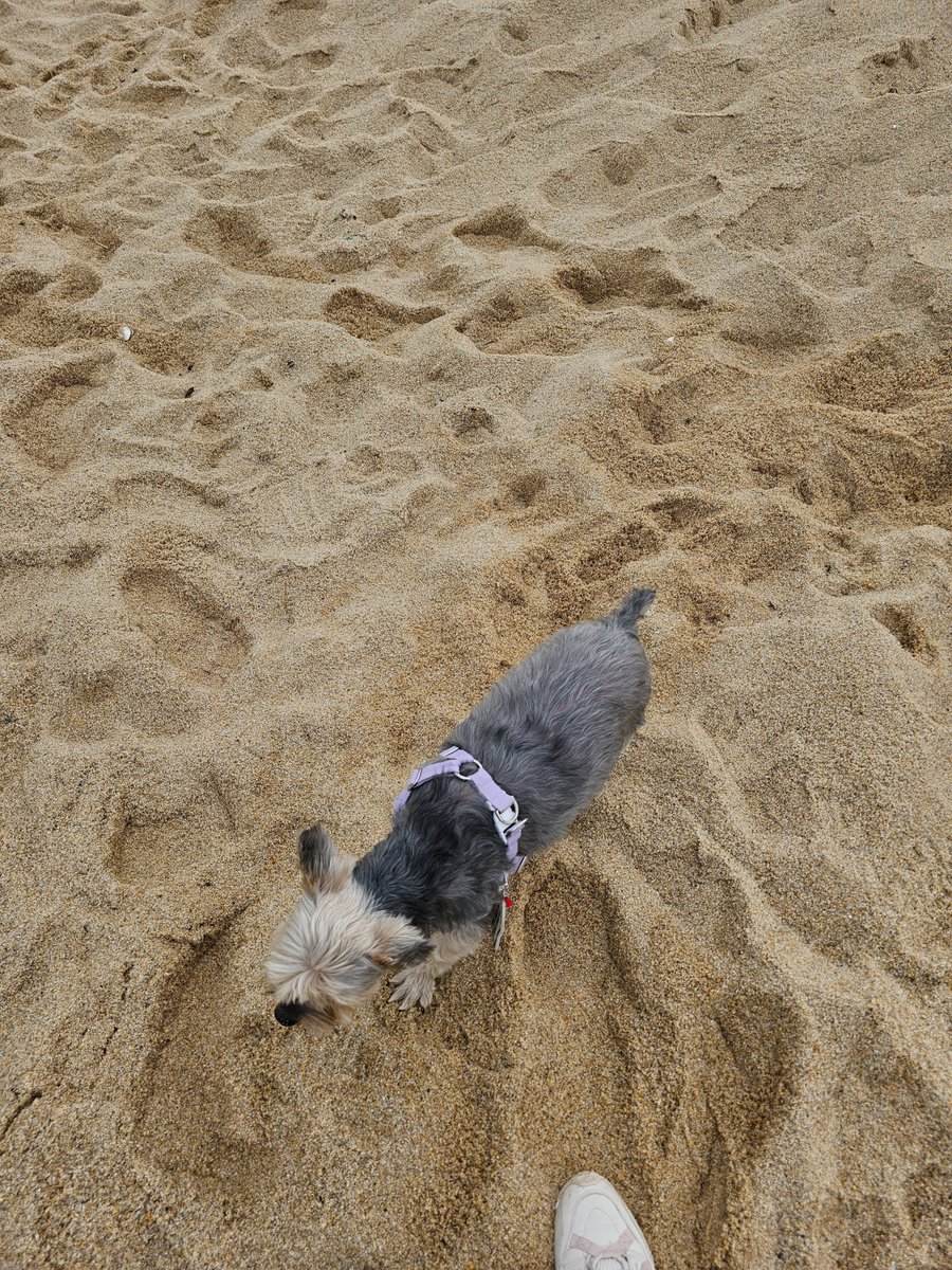 Choi320420's tweet photo. @Noopppp_y 혹시나 하고 찾아봤는데 진짜네요?ㅋㅋ 발가사리 넘 귀엽🐶🐾 https://t.co/qsCv6ufN0b