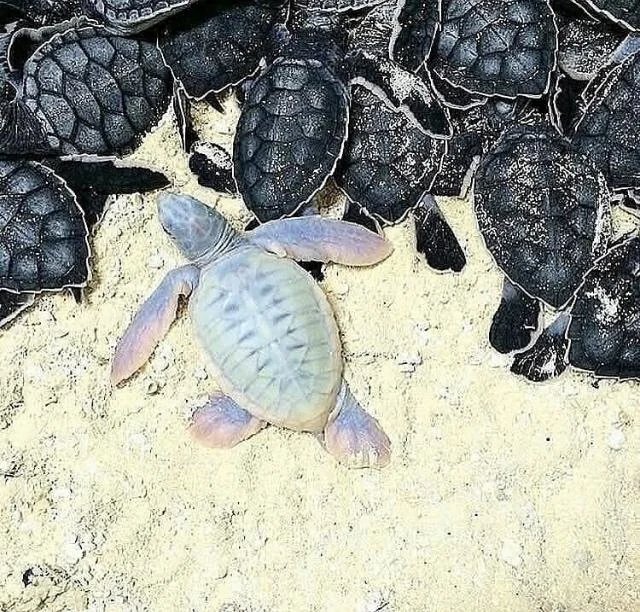AMAZlNGNATURE's tweet photo. Incredibly rare baby albino sea turtle

Albino sea turtles are estimated to occur in only about 1 in every 100,000 hatchlings. Their lack of pigment makes them far more visible to predators, meaning very few survive long enough to reach adulthood https://t.co/0cAuIsGbJT