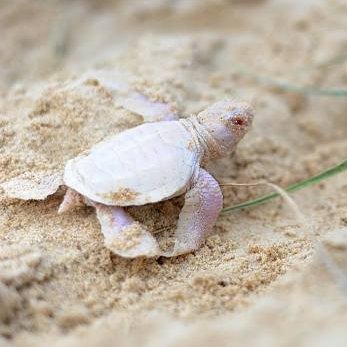 AMAZlNGNATURE's tweet photo. Incredibly rare baby albino sea turtle

Albino sea turtles are estimated to occur in only about 1 in every 100,000 hatchlings. Their lack of pigment makes them far more visible to predators, meaning very few survive long enough to reach adulthood https://t.co/0cAuIsGbJT