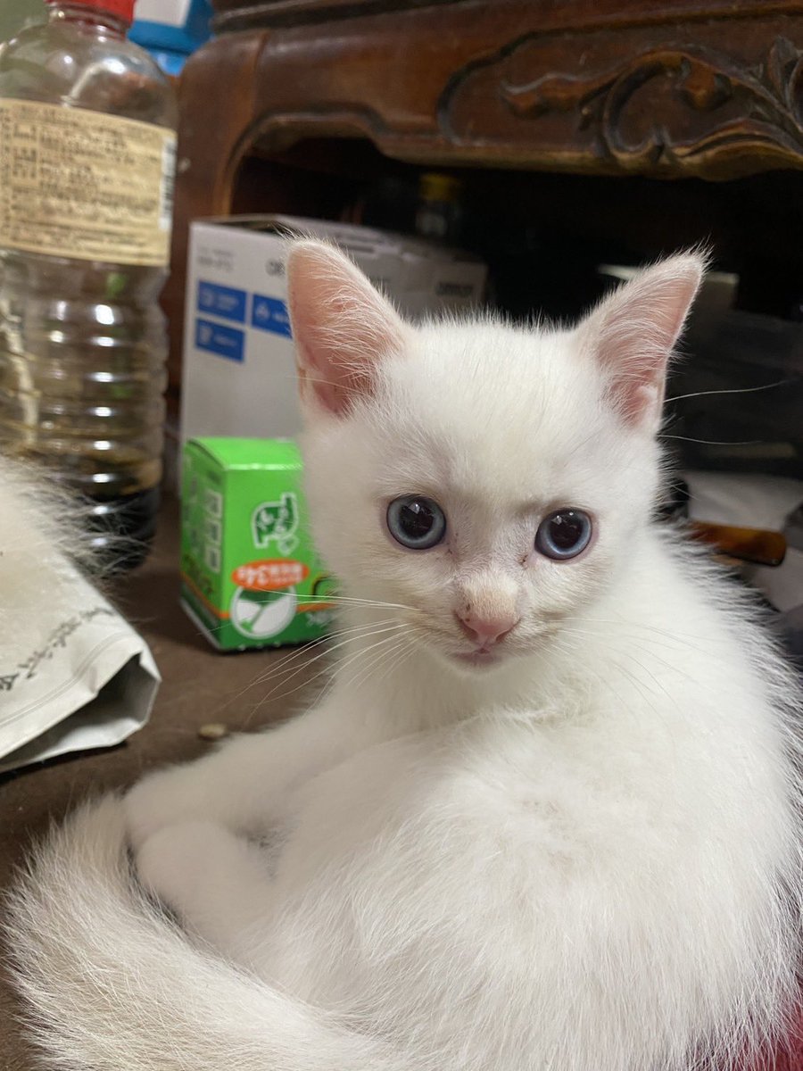 halsystem3387's tweet photo. 28日我が家に来る子猫ちゃんのお写真を、
お譲り元の方から送って下さいました…❣️

背景はその方のお家です🍀

生まれたの、5月18日、
生後2ヶ月未満の子です😭💕💕

天使😭🙏🏻✨✨✨✨ https://t.co/pVwTcCfWb2