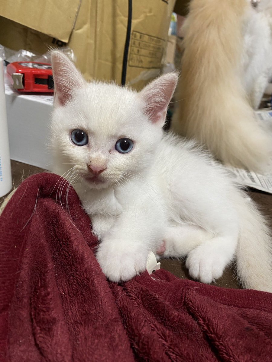 halsystem3387's tweet photo. 28日我が家に来る子猫ちゃんのお写真を、
お譲り元の方から送って下さいました…❣️

背景はその方のお家です🍀

生まれたの、5月18日、
生後2ヶ月未満の子です😭💕💕

天使😭🙏🏻✨✨✨✨ https://t.co/pVwTcCfWb2