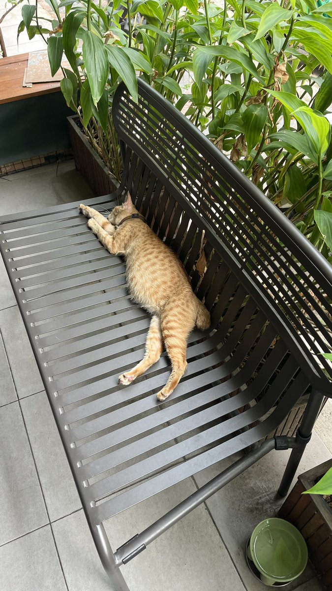 drhaltekehalte's tweet photo. Kucing di Aise Coffee Tebet ini nikmat banget hidupnya. Pada tidur siang. https://t.co/sTWo3GEhOM