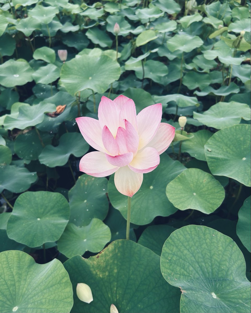 chimitanVRC's tweet photo. 七夕だから蓮の花を見てきたよ https://t.co/tZuwOmTjho