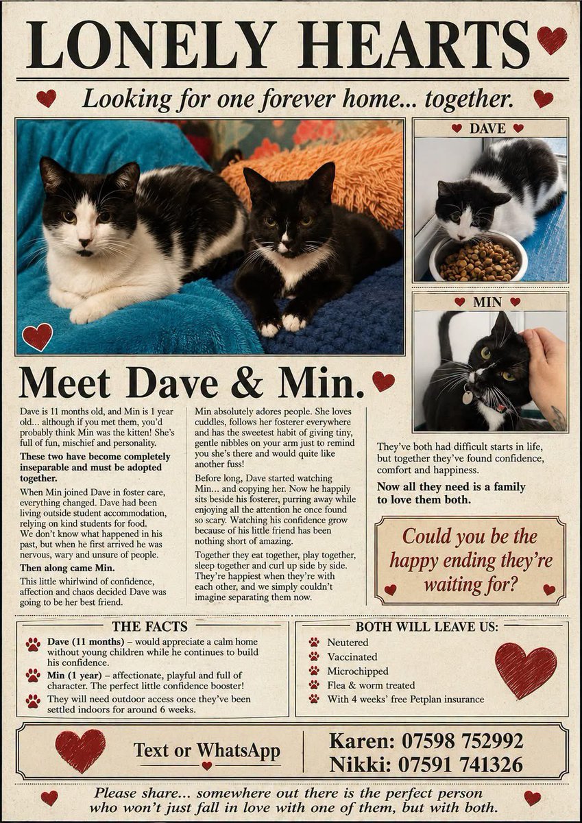 newstartcats1's tweet photo. Two little hearts, one big friendship - Dave &amp; Min are desperately looking for their forever home together 🖤🤍💔🐾 https://t.co/ZLCPFWnTq2