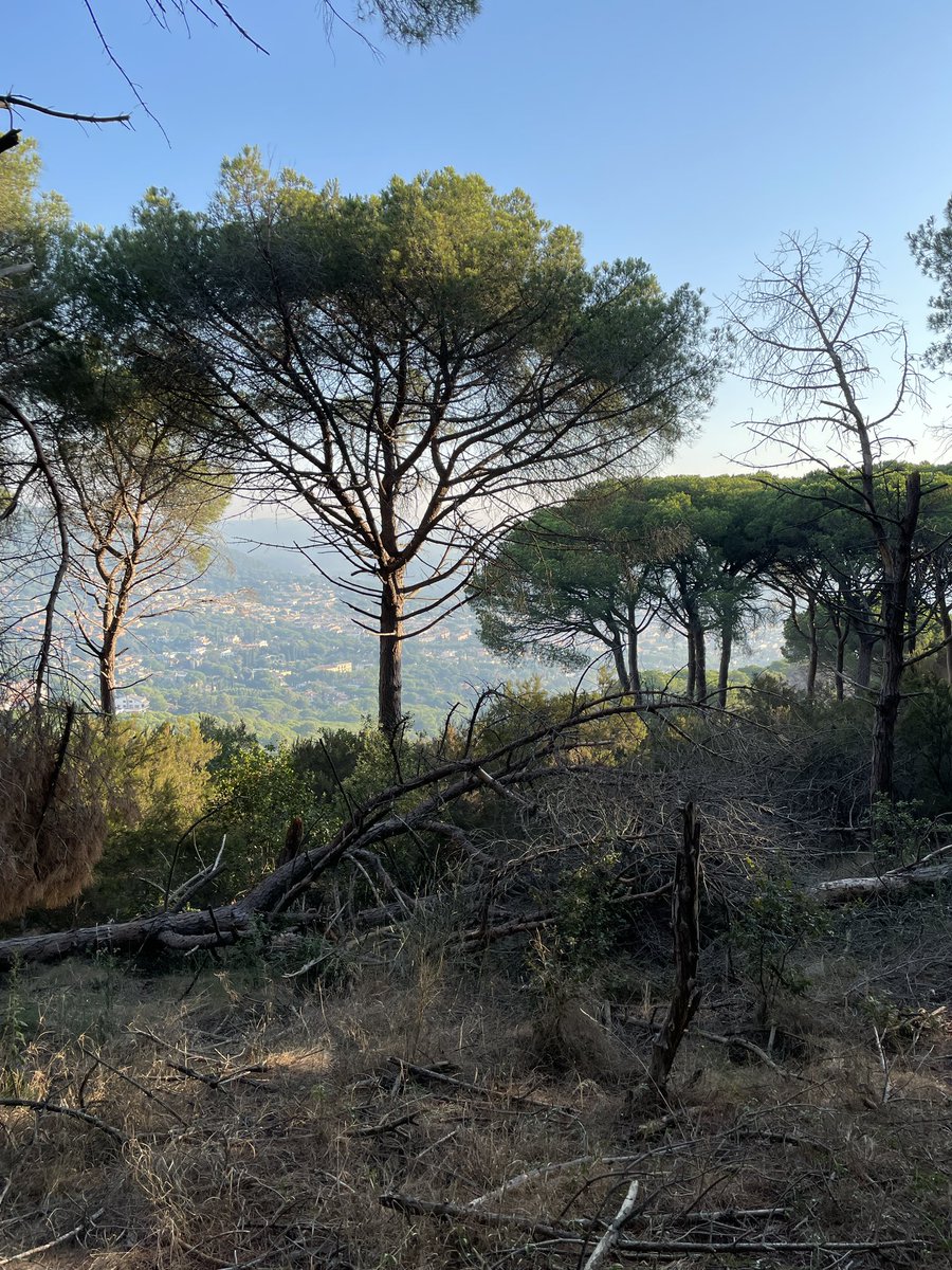 VampirGP's tweet photo. @RSaborit45 Així està el bosc, a més amb una flaire a cremat, i estem al Maresme amb cortina de fum! Això porten espurnes! Les ventades van fer molt de mal i no van netejar RES! Tothom és fa el boig! Però és més important portar la 💩 de Le Tour! A mí me la llufa! Burocràcia política https://t.co/piEnqW5cBw