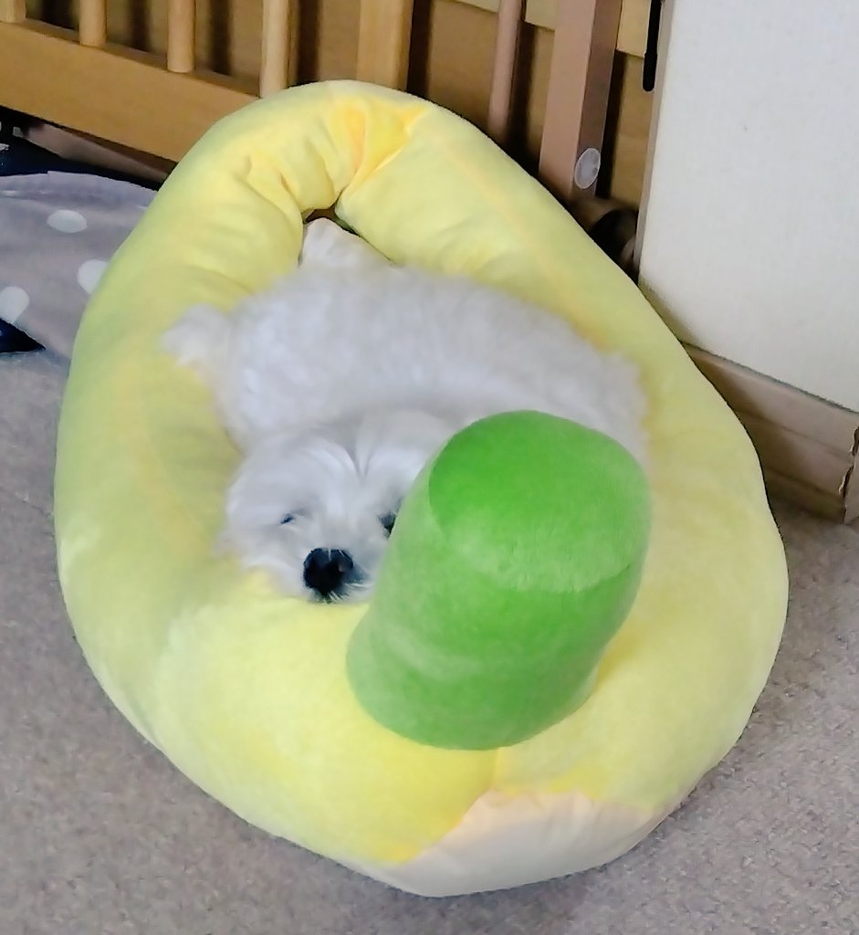 kina0531's tweet photo. とろろ🐶、🍌の一部をなりつつある😆 https://t.co/qJcF2PB7GB
