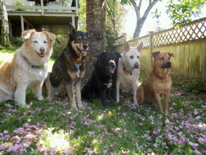 shaacoringaa's tweet photo. 𑣲⋆ Dragões de HOTD se fossem cães, a thread. https://t.co/PvMwsGBYg4