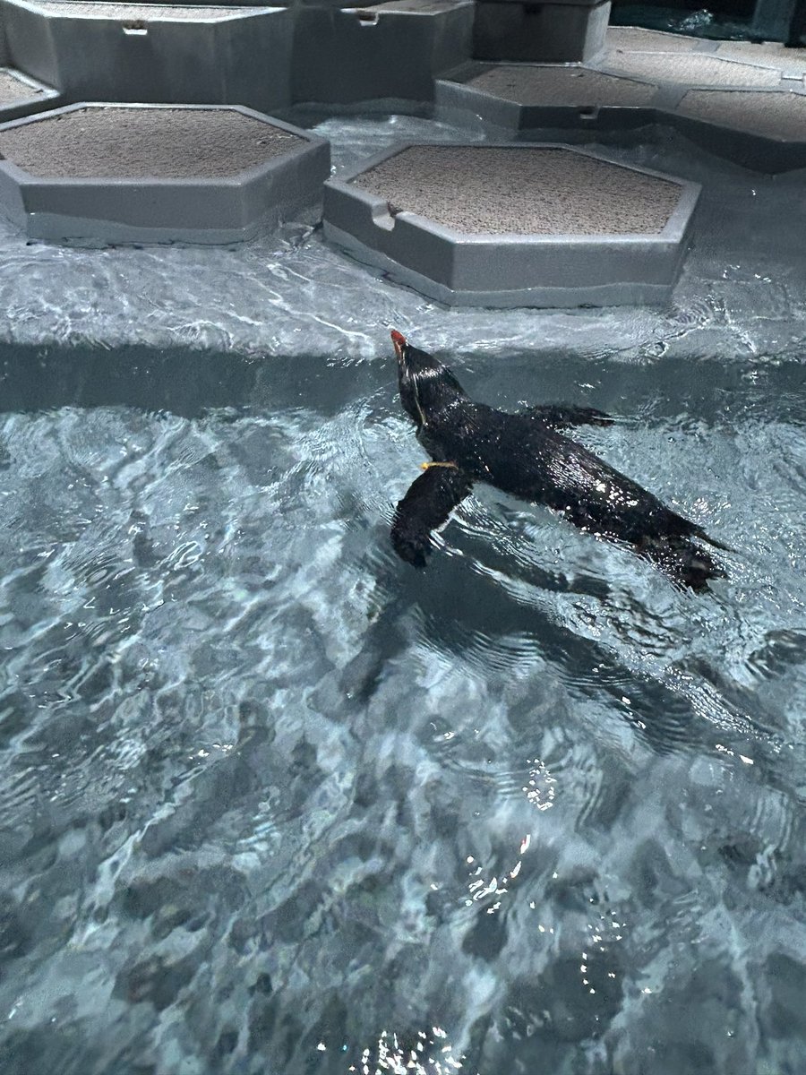 bell_5869's tweet photo. スイスイ〜🐧🌊 https://t.co/QVLGZkYLdi