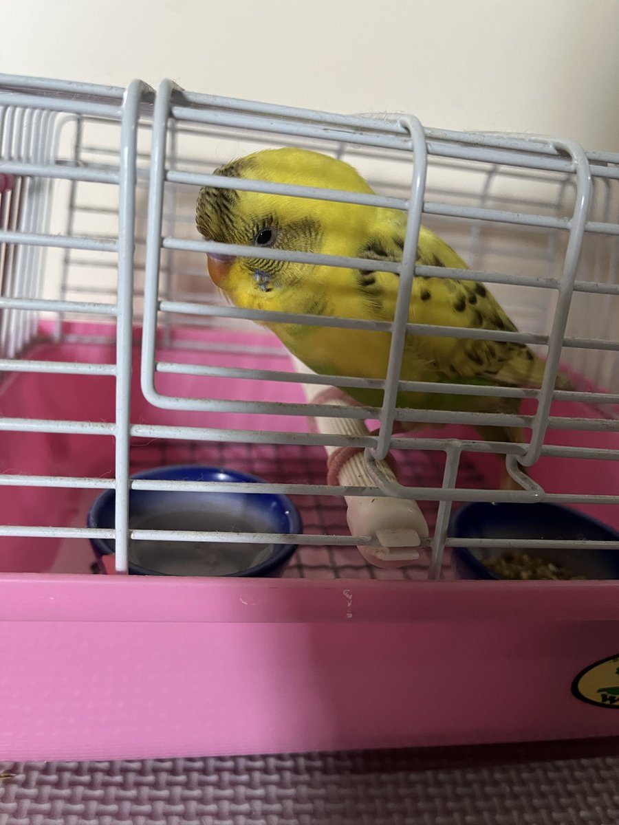 xmechi_chomechi's tweet photo. 大阪府門真市で迷子のセキセイインコを保護しました。
現在預かれる環境にないため警察署に預けました。飼い主様は門真警察署までご連絡お願いします。
人慣れしており食欲旺盛な子です。
#セキセイインコ　#保護　#門真市　#迷子 https://t.co/KeuqPryNiz