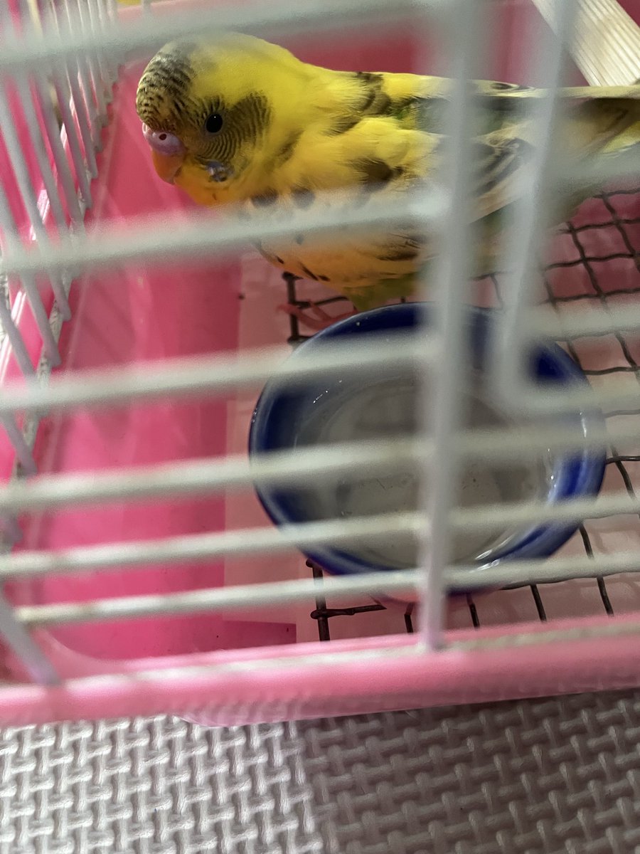xmechi_chomechi's tweet photo. 大阪府門真市で迷子のセキセイインコを保護しました。
現在預かれる環境にないため警察署に預けました。飼い主様は門真警察署までご連絡お願いします。
人慣れしており食欲旺盛な子です。
#セキセイインコ　#保護　#門真市　#迷子 https://t.co/KeuqPryNiz
