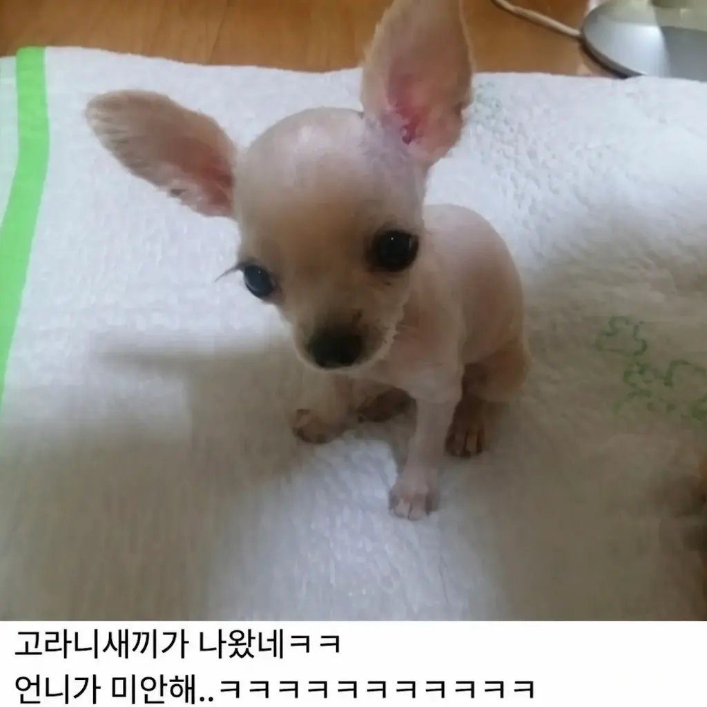 WkfxjfrP's tweet photo. 강아지 더워보이길래 털 밀어줬더니 https://t.co/DjNy7SUHNP