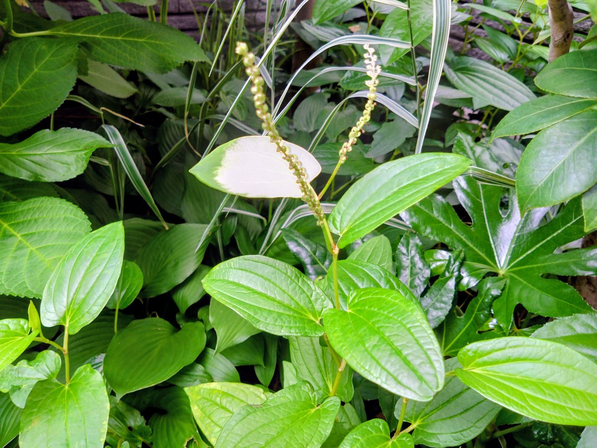 sougyokutei's tweet photo. 【今日の花】ハンゲショウ。初夏の成城より。#Flowers #LizardsTail #plants #Tokyo #Japan #世田谷 https://t.co/4Z7HIzZYWb
